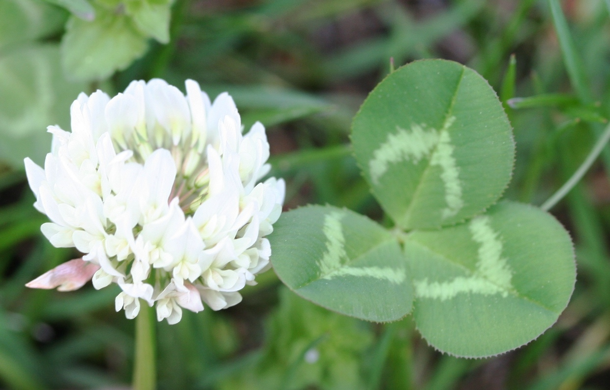 Клевер белый ползучий. Клевер ползучий (Trifolium repens). Клевер Луговой белый. Газон Клевер белый ползучий.