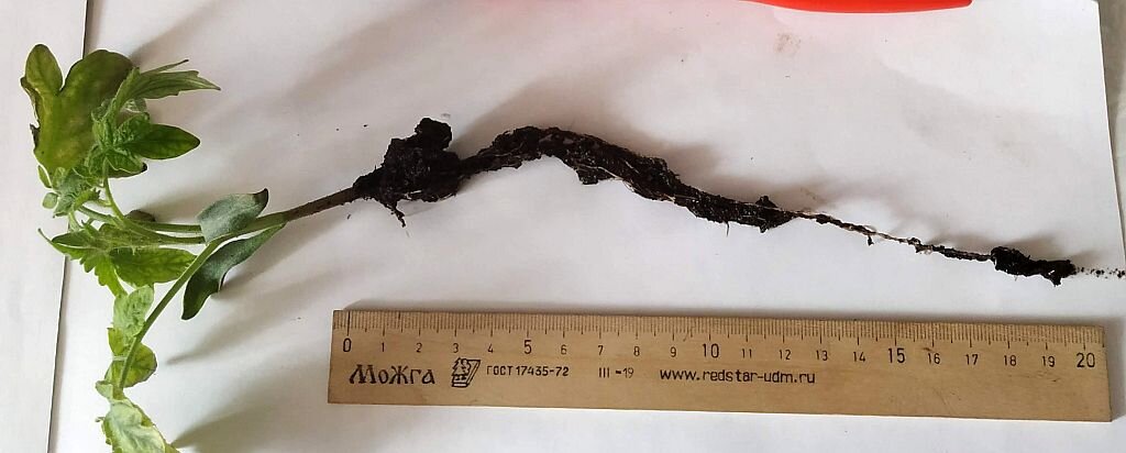 Корень пикированного саженца у которого повредил верхушку.  Пришлось ликвидировать.