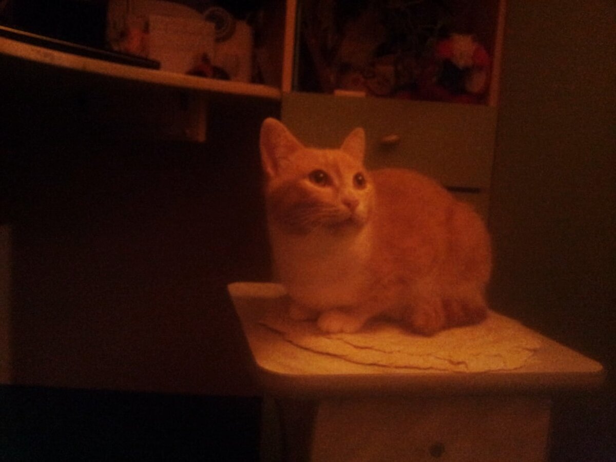 Кеша на табуретке о чём-то мечтает)