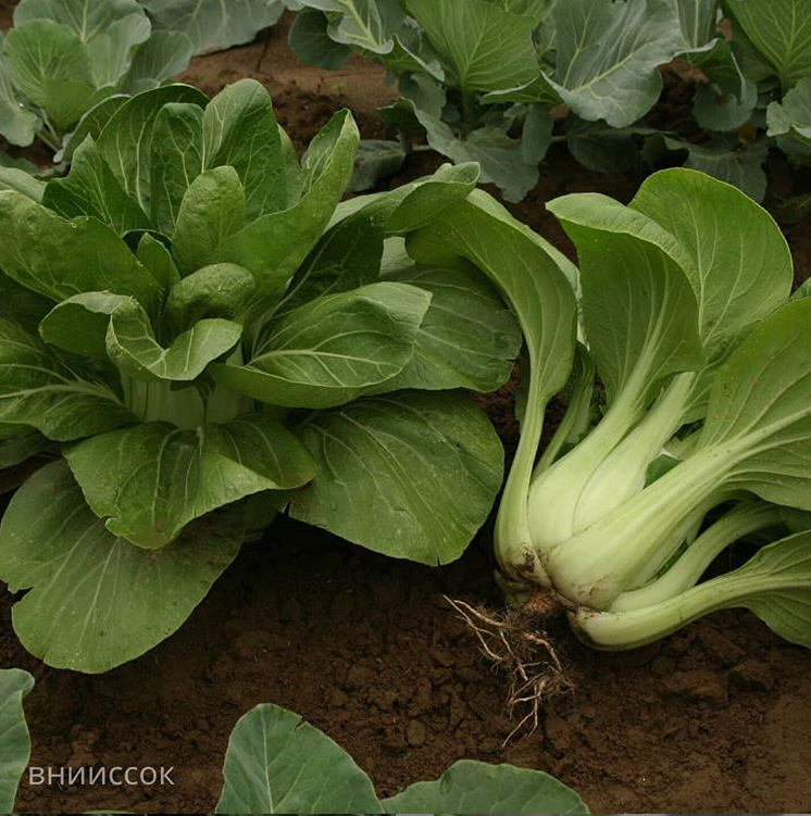 капуста китайская Ласточка