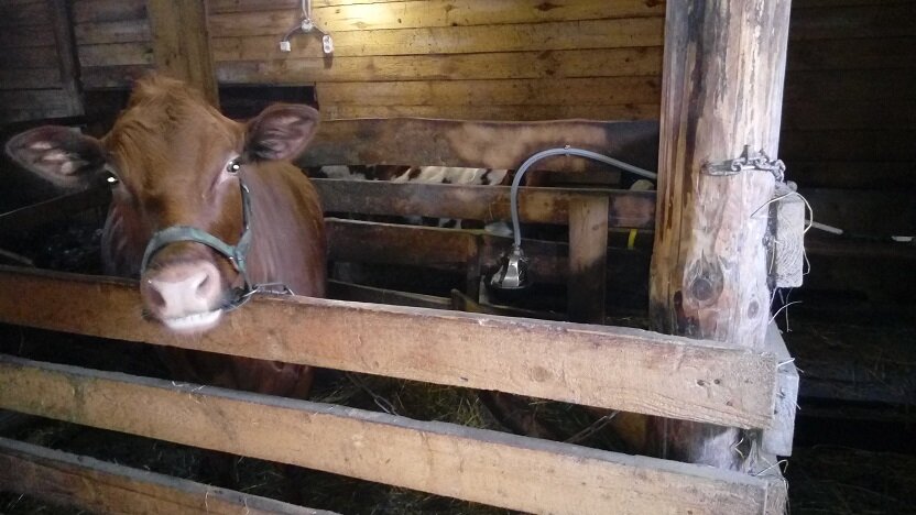 Карамельки - они как люди, тоже кушать хотят три раза в день.