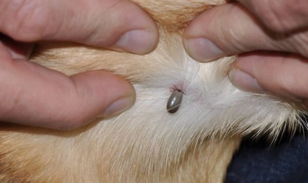 Уже впился, но надеемся что не заразный! Фото не наше, я бы сразу удалила кровососа, ведь чем он дольше находится на животном, тем последствия могут быть печальнее!