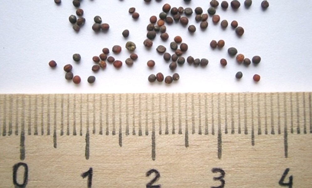 Семена второго поколения. Семена сорных растений в рапсе. Семена мелкие круглые. Маленькие черные круглые семена. Семена репы.
