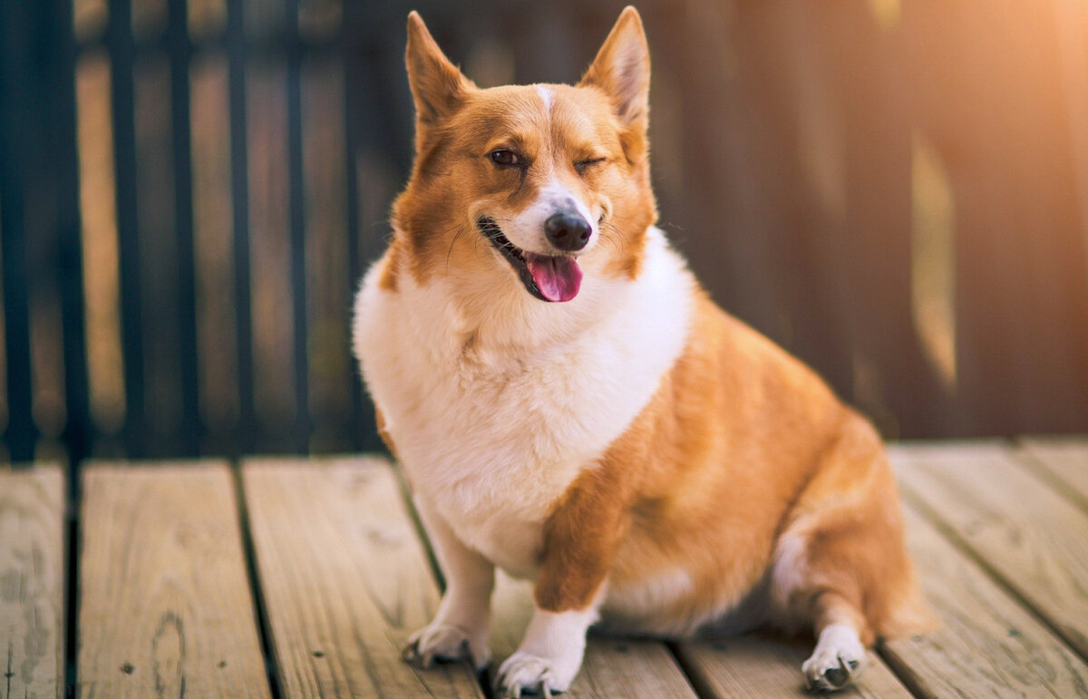 какая эта порода? напишите ответ в комментариях 