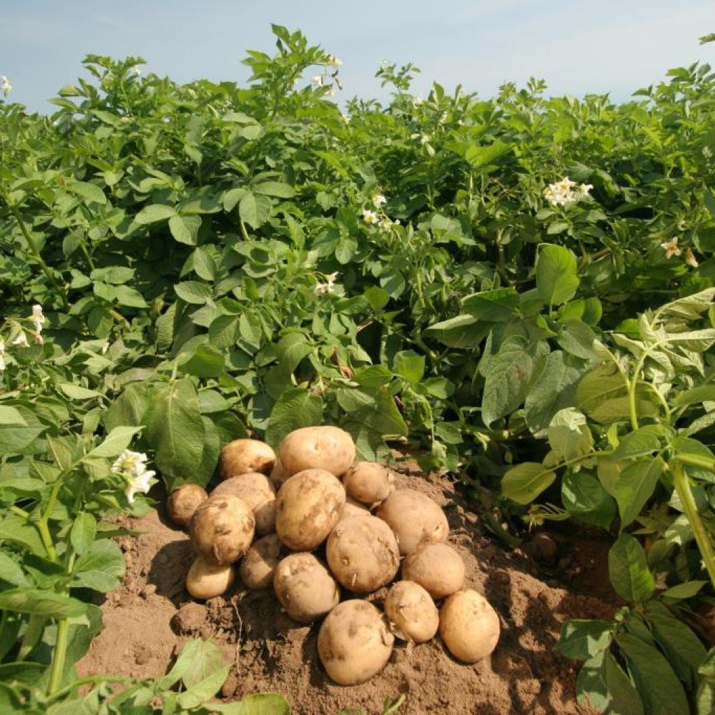 Картошка в огороде. Картошка на грядке. Поле картошки. Урожай картофеля.
