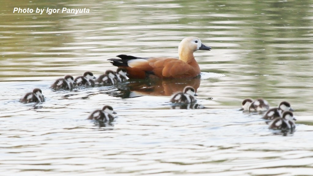 Утиное семейство с 1-2 дневными утятами на пруду