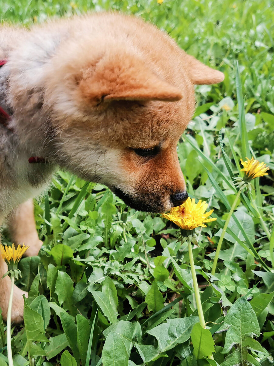 А на фото очень даже не вредный 
