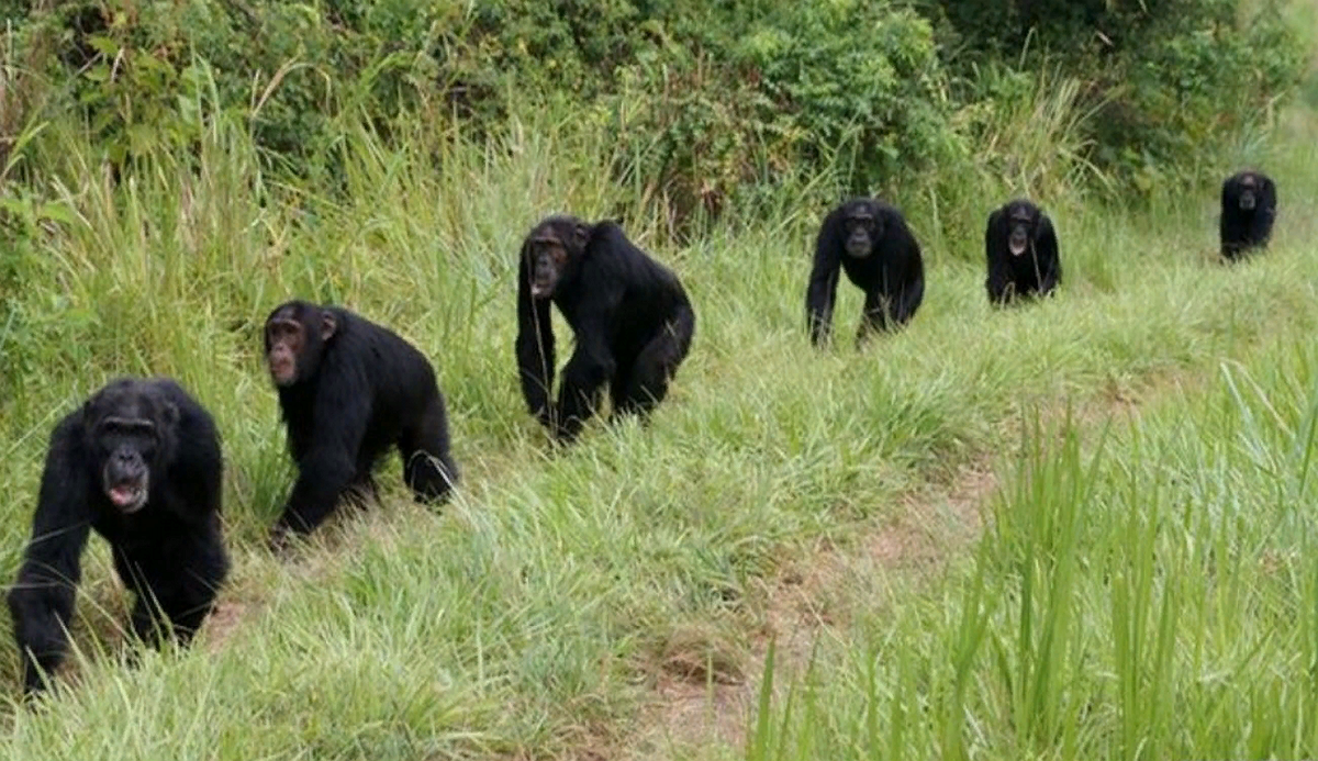Группа шимпанзе. Обезьяны. Стая обезьян. Группа шимпанзе. Группа шимпанзе.