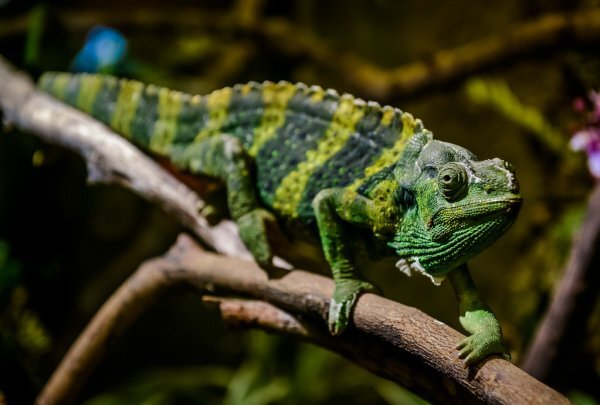 https://st2.depositphotos.com/1020288/7249/i/950/depositphotos_72498487-stock-photo-mellers-chameleon-on-a-branch.jpg
