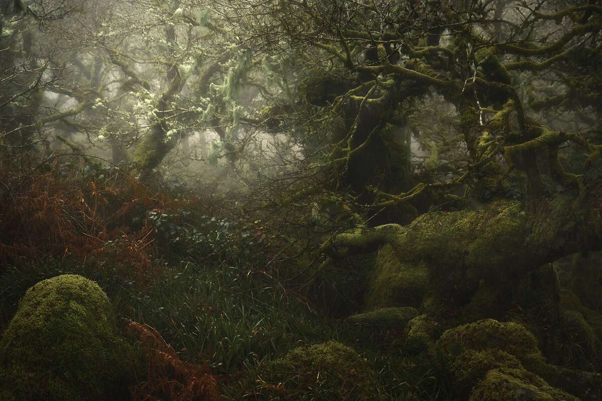 Волшебный лес на фотографиях Нила Бернелла