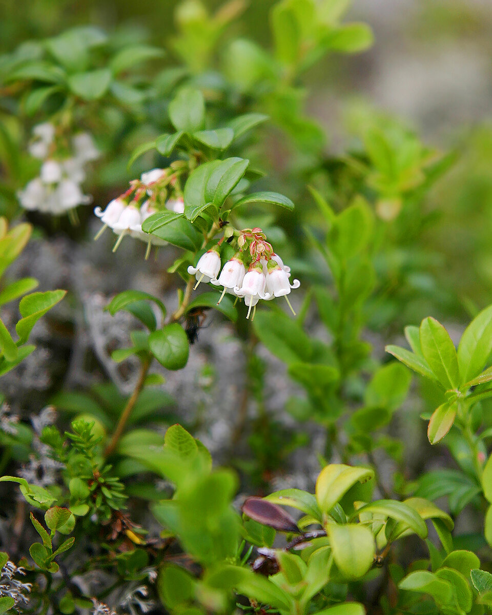 Брусничный лист заготавливают либо весной, до цветения, либо ужу осенью, после того, как созреют ягоды
