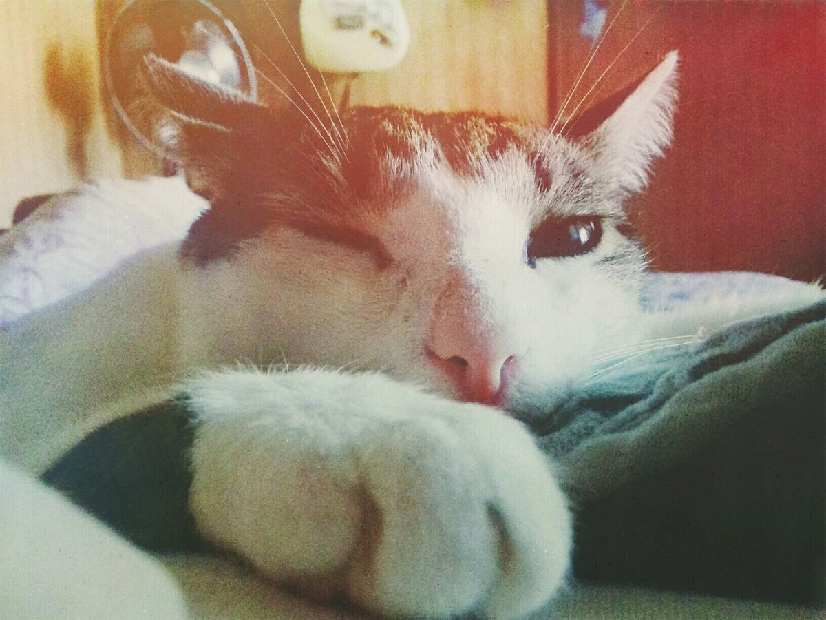 Наш любви-обильный Фунтик крысолов❤