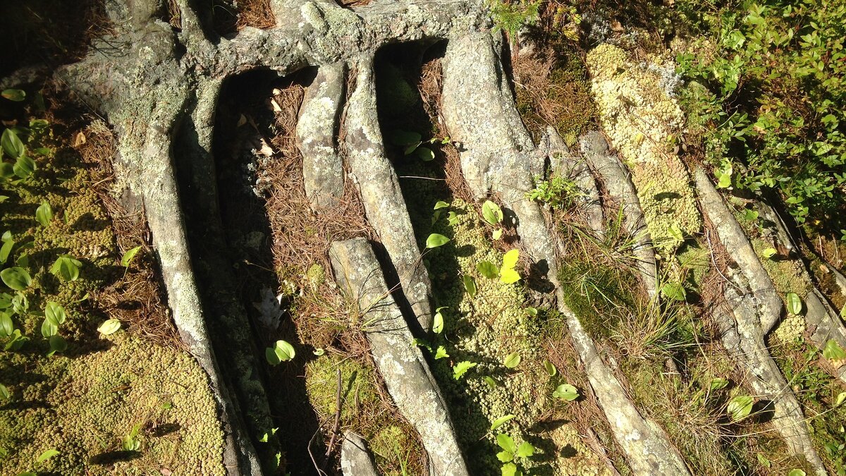 Киткестрел (pixabay.com) 
