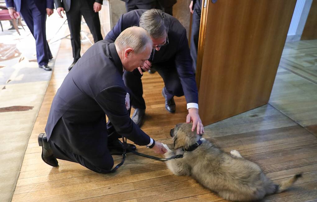Президент РФ Владимир Путин и президент Сербии Александар Вучич со щенком югославской овчарки по кличке Паша© Михаил Климентьев/пресс-служба президента РФ/ТАСС