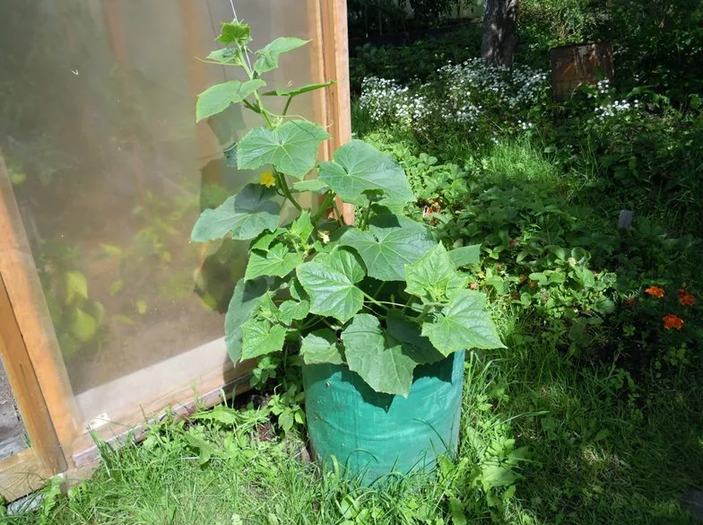 фото Яндекса