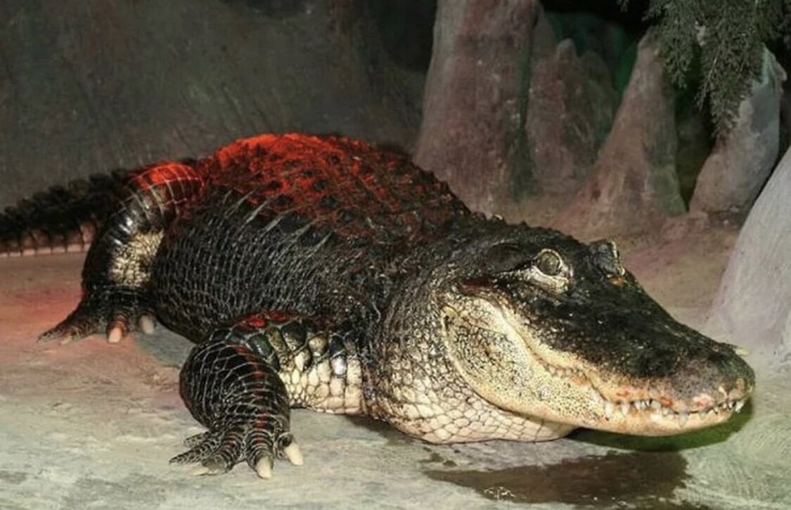 Аллигатор Сатурн 