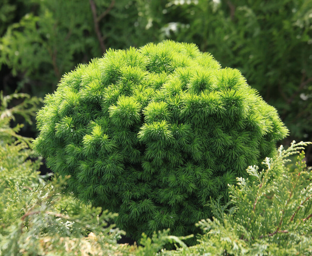 Альберта Глоб (Picea glauca Alberta Globe)