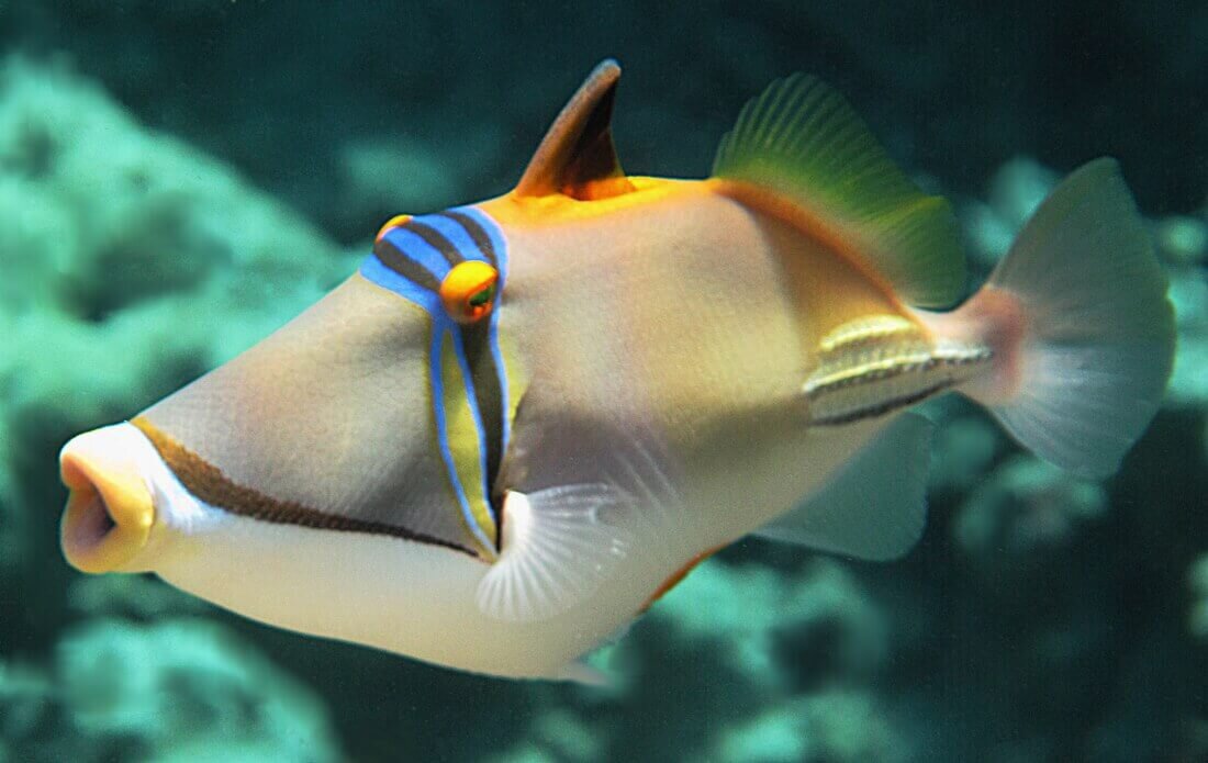 Фото из открытых источников.