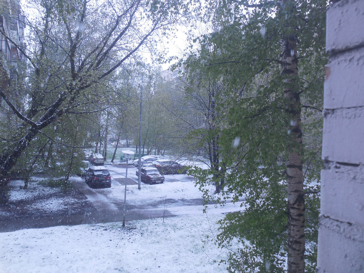 Так было в Москве несколько лет назад 8 мая. Но тогда я сеяла огурцы на 1-2 мая не замоченными и они, не успев прорасти, благополучно дождались потепления