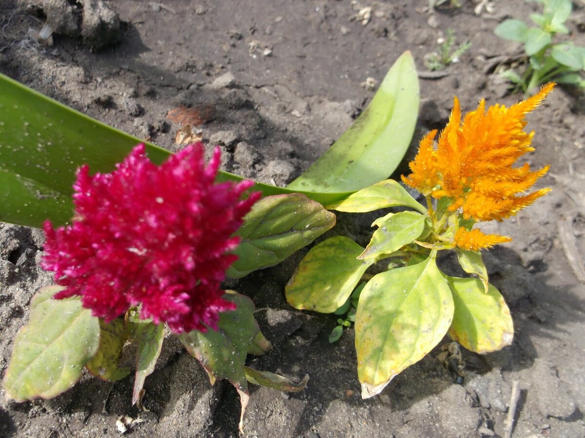 целозия