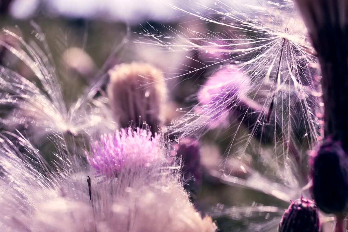 Изображение Daniel Kirsch с сайта Pixabay 