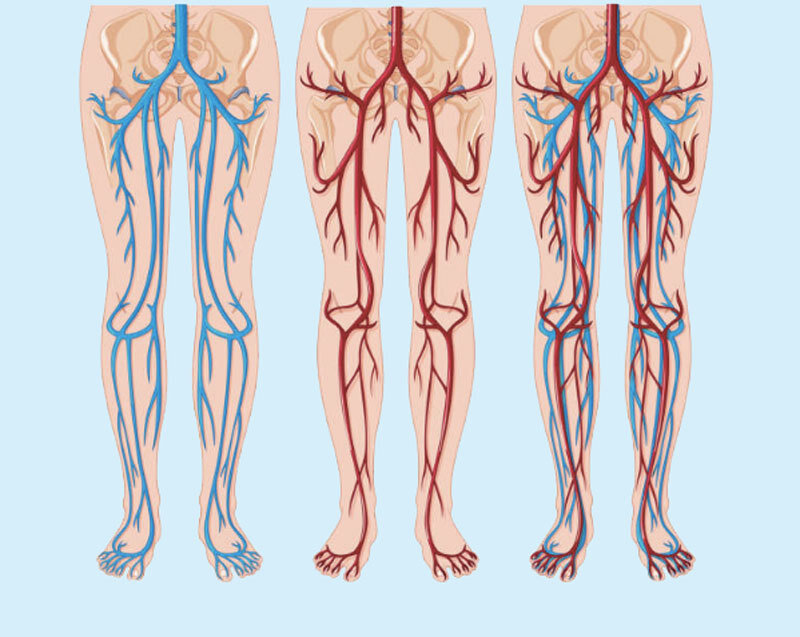 Кровообращение в ногах схема