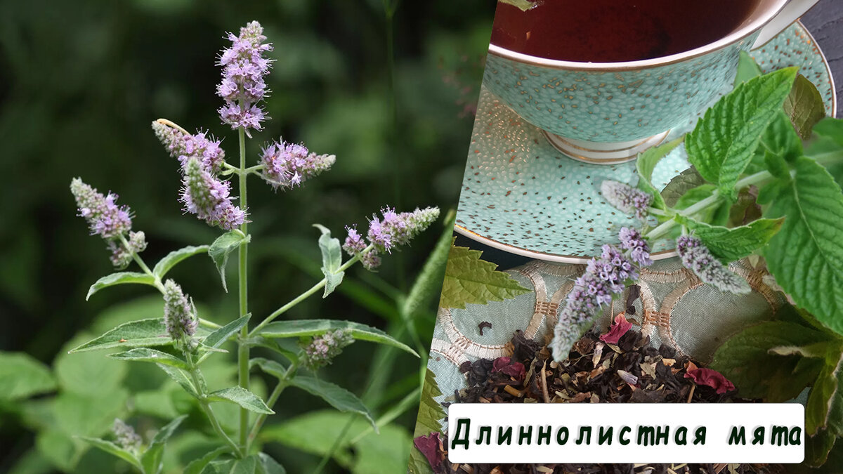 Сорт "Длиннолистная мята"