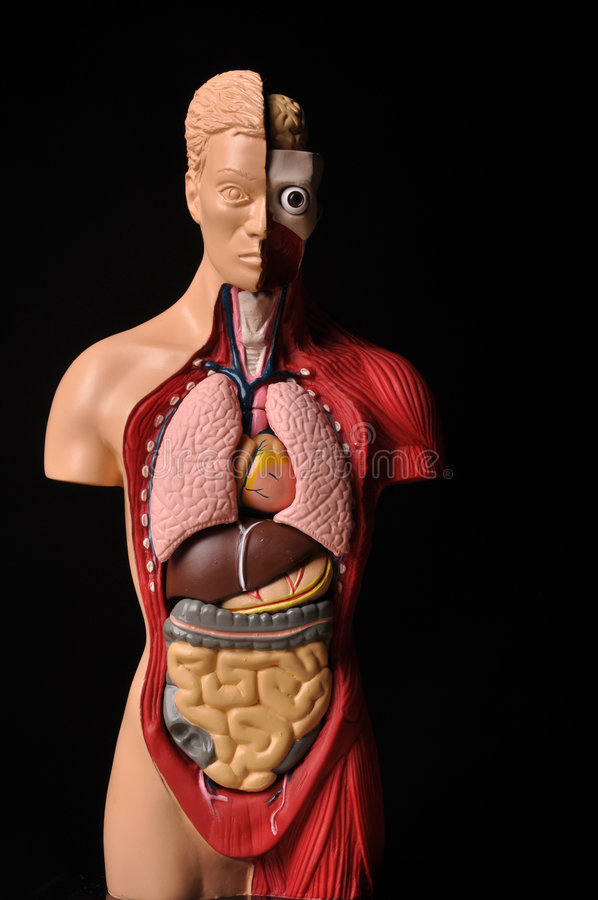 Как выглядят человеческие органы фото