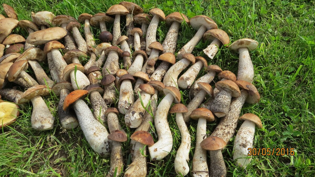 Фото автора.Майское изобилие 2016