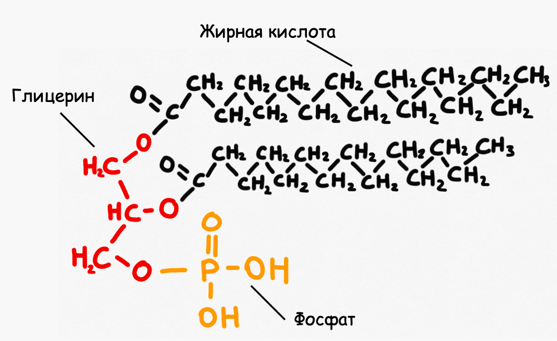 Фосфолипид. Глицерин и фосфат образуют гидрофильную головку, а жирные кислоты образуют гидрофобный хвост.