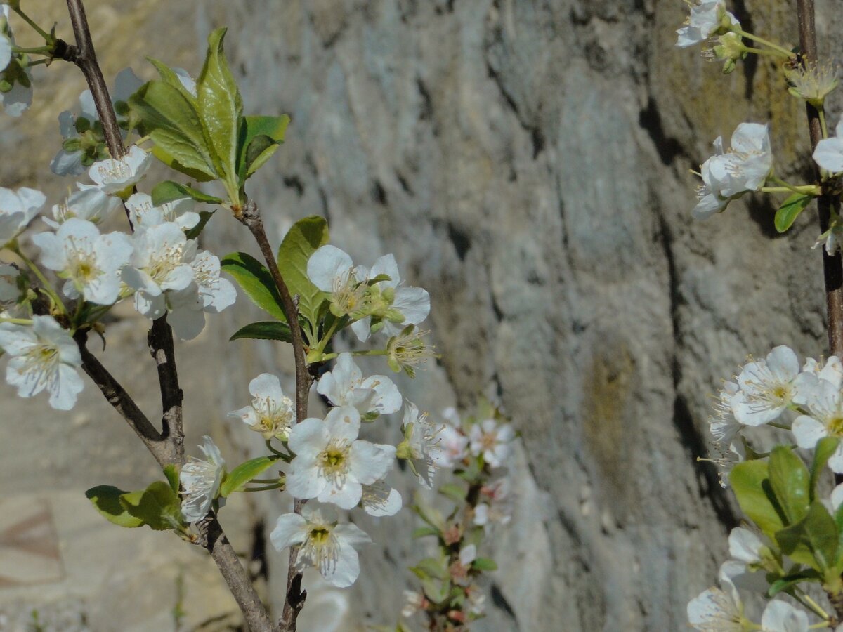 Опорная стенка из бута и слива