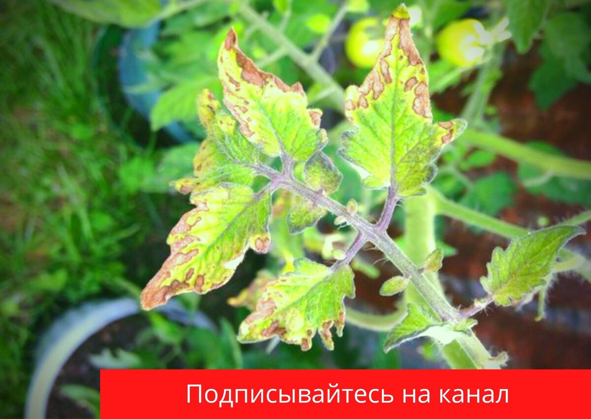 Хлороз на томатах в теплице фото и их