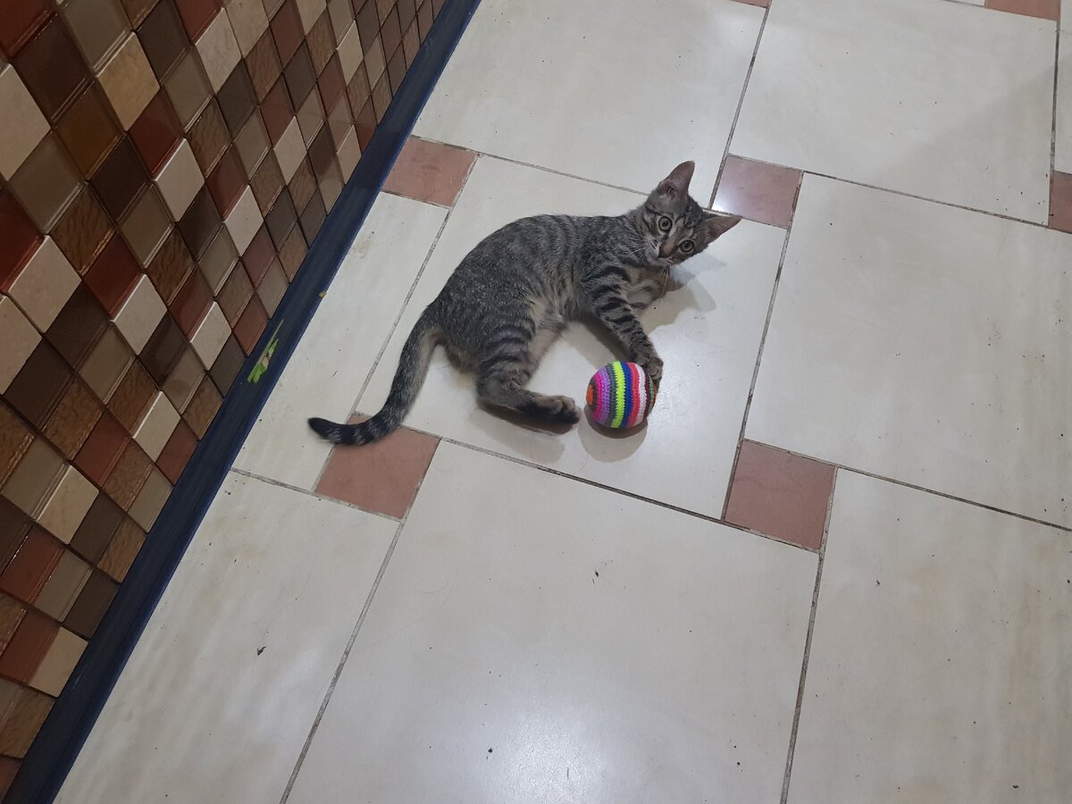 Котик и мяч