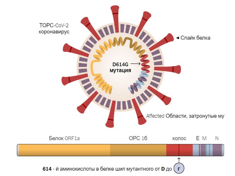  
Источник: Личжоу Чжан и др., Scripps Research