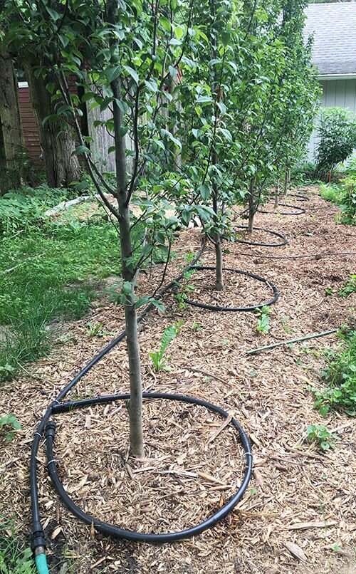 Полив деревьев