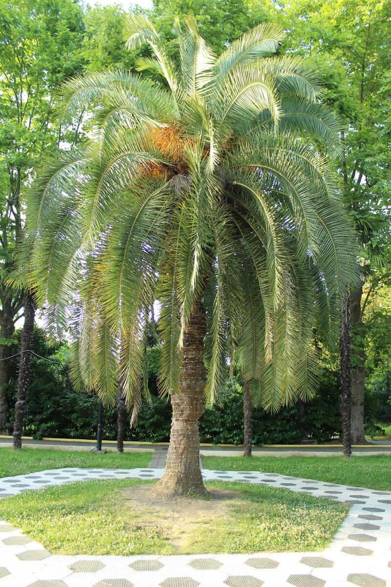 Шаг номер два: раскидистое дерево