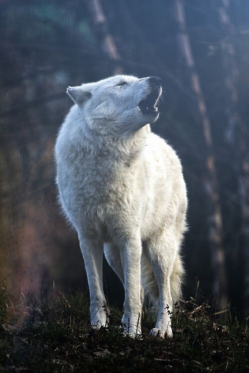 Альфа-самец стаи волков🐺