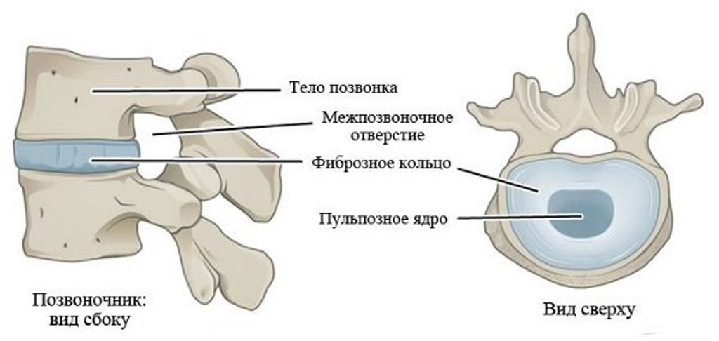 Позвоночник