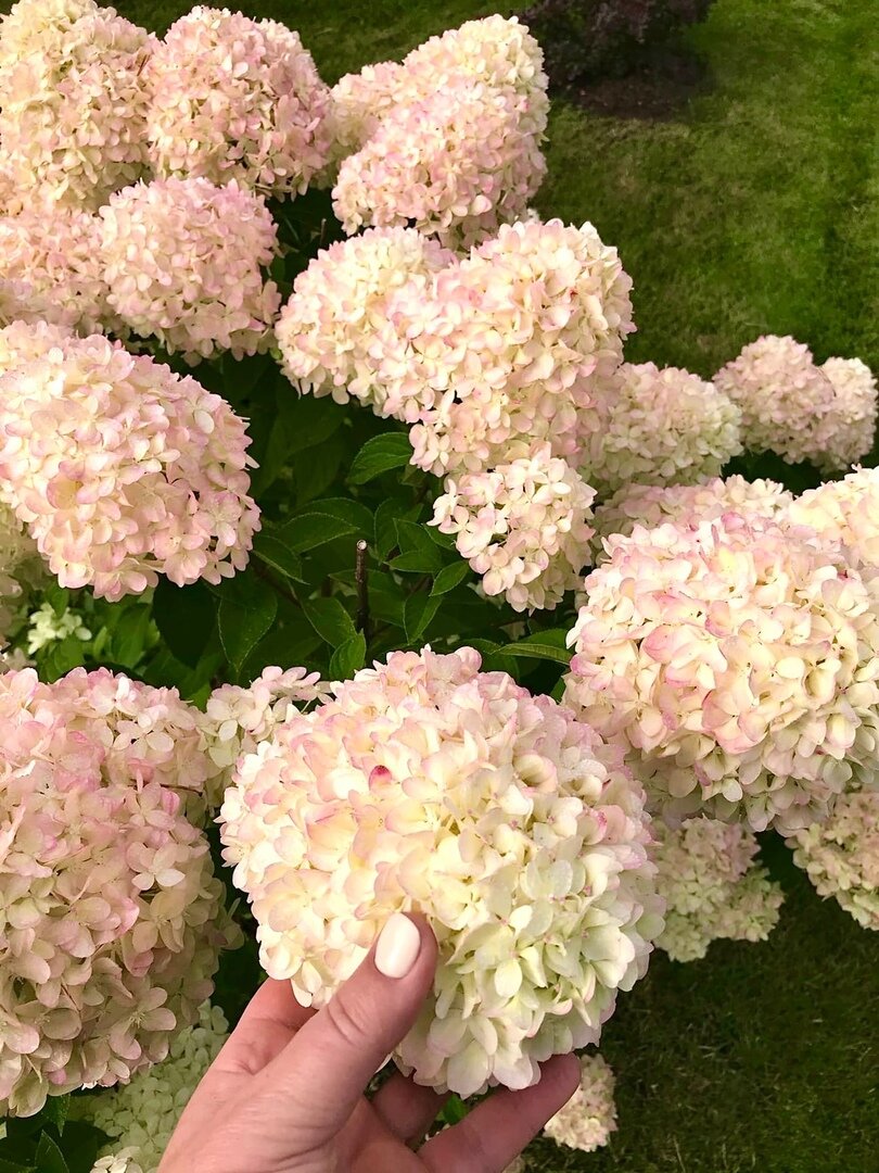 Гортензия метельчатая