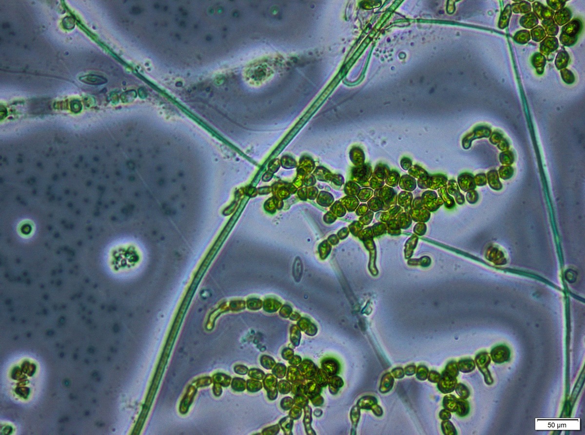 Выделяю кислород, а ты на что способен?