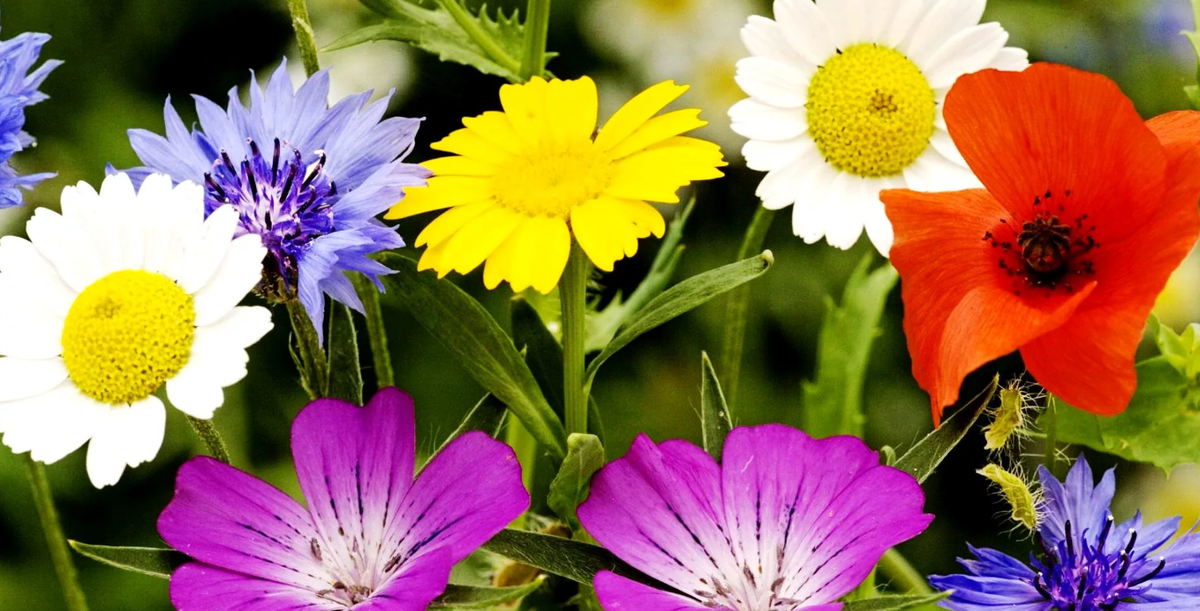 Полевые цветы... Полевые... Васильки и ромашки в лугах...
Ярко-синие и голубые –
На бескрайних Российских полях.