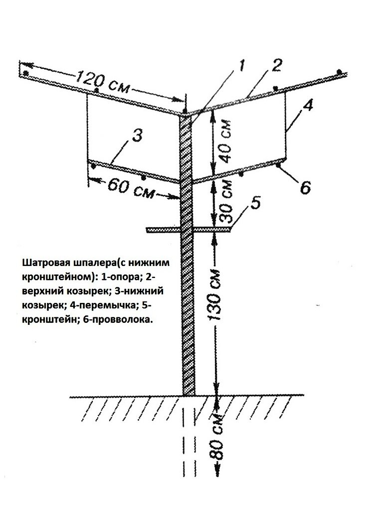 Опора для винограда на даче (68 фото)