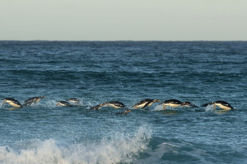 Стая папуанских пингвинов