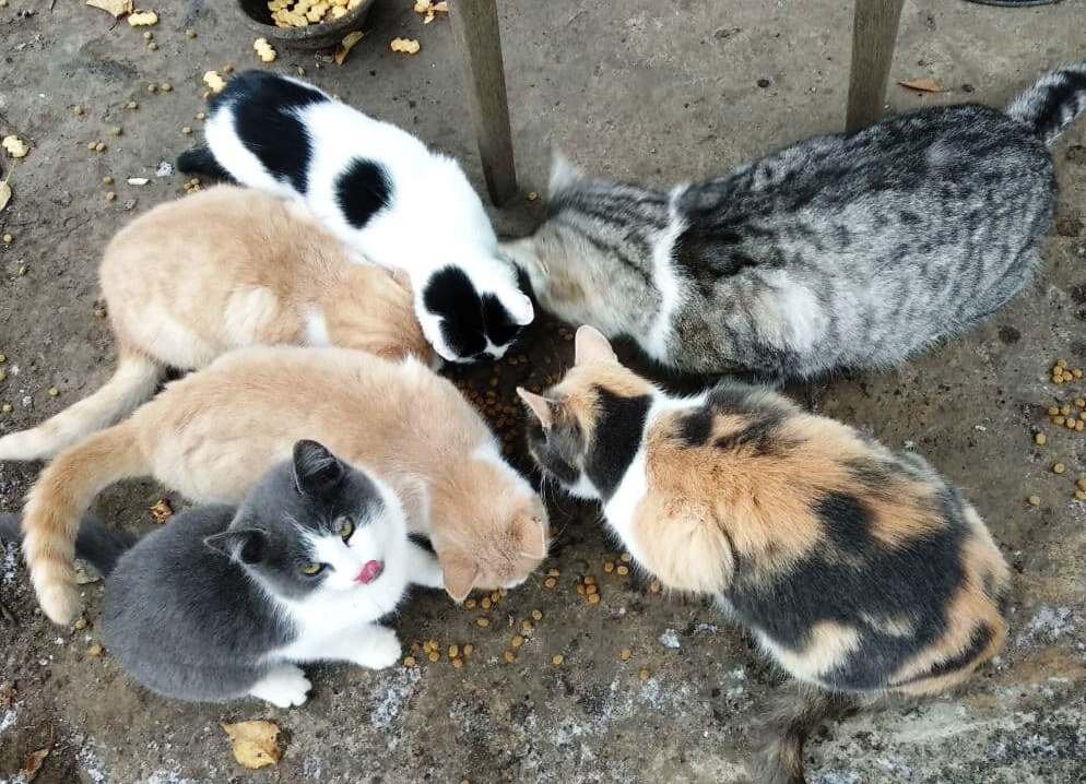 Ассорти из котов😀