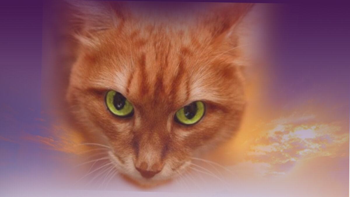 Этот взгляд!