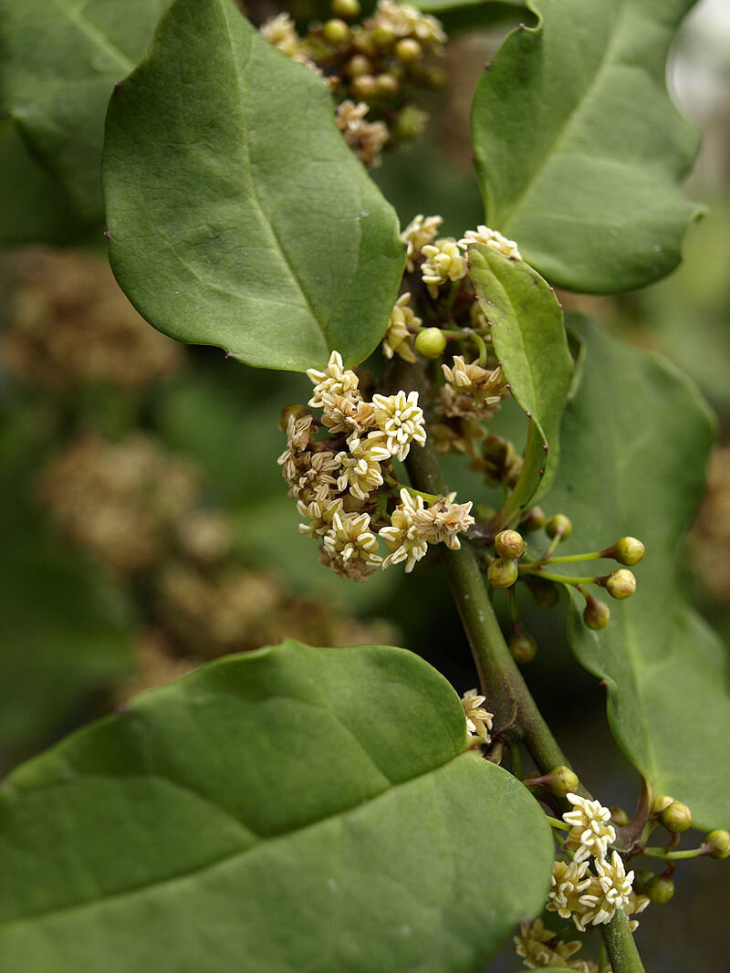 Amborella trichopoda - реликтовый цветок с острова Новая Каледония в Тихом океане. Он стал первым на планете Земля (фото Wikipedia Commons)