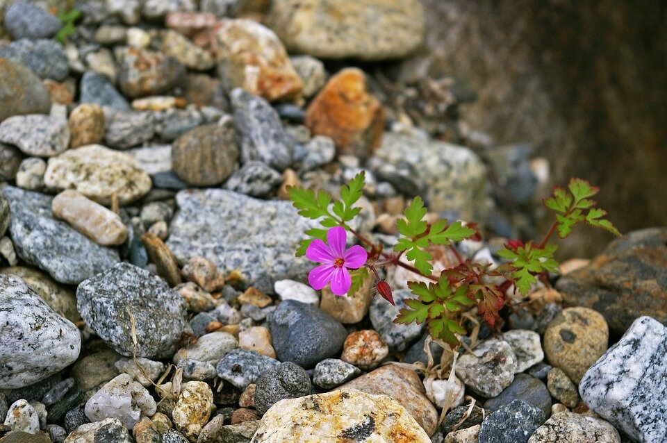 Free Images : nature, blossom, petal, bloom, rose, spring, color, blue, stones, 
