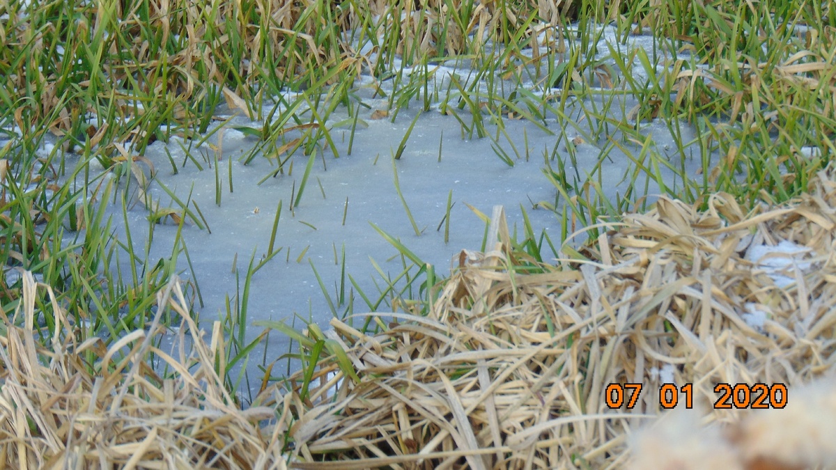 Камыш во  лдах.