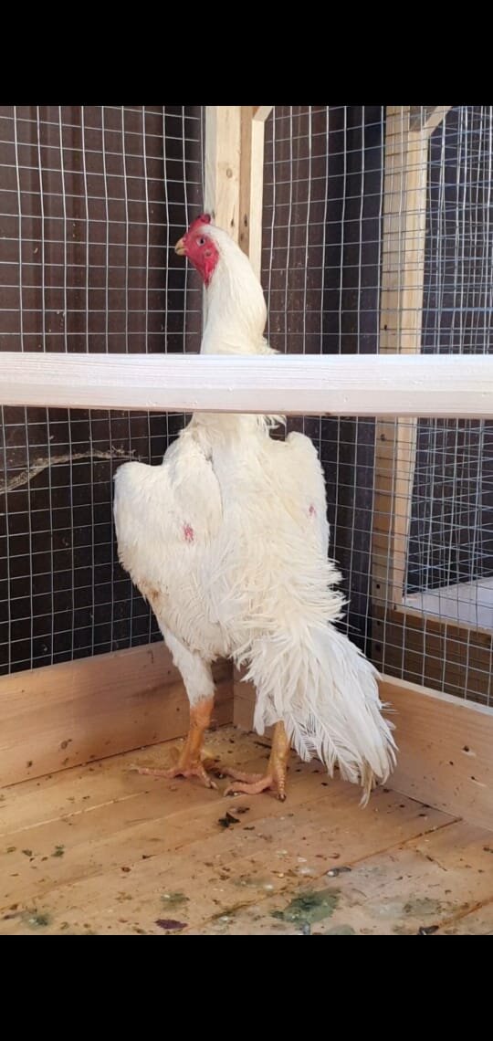 Белый О-Шамо 