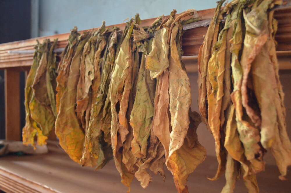 В музее листья табака можно встретить в каждой комнате